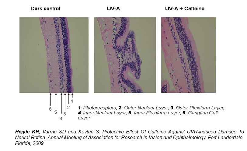 UV_A_caffeine_retina