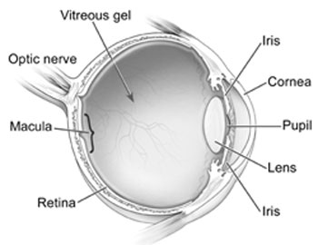 normal eye