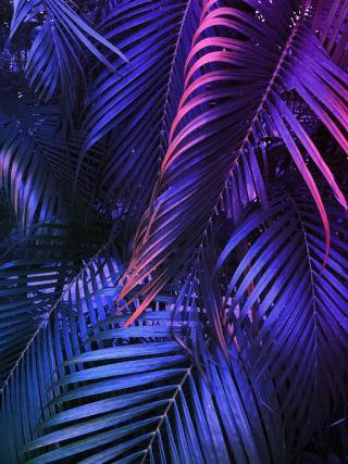 tropical summer vertical background, exotic leaf with neon party glow, colorful blue backdrop